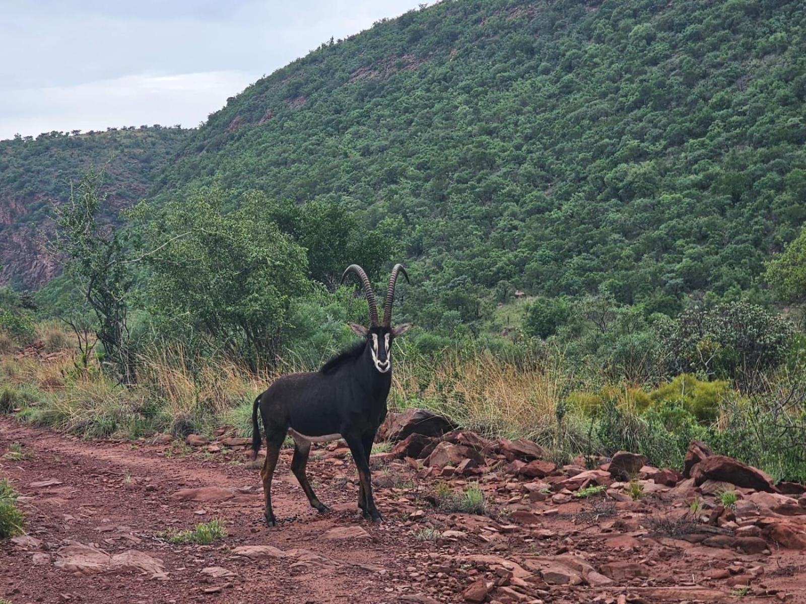Waterfall Safari Lodge Winterkamp Екстериор снимка
